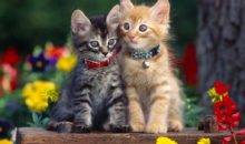 Как отличить котенка мальчика от девочки?