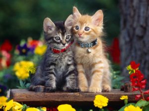 Как отличить котенка мальчика от девочки?