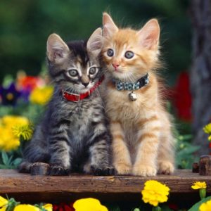 Как отличить котенка мальчика от девочки?