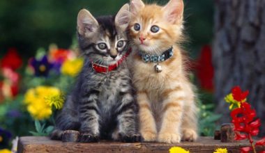 Как отличить котенка мальчика от девочки?