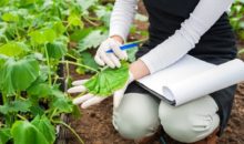 Почему вянут листья у огурцов в теплице и что делать?