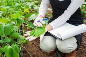 Почему вянут листья у огурцов в теплице и что делать?