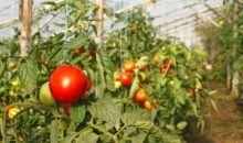 Почему желтеют листья у томатов в теплице и как с этим бороться?