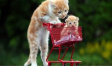 30 котиков, в существование которых сложно поверить