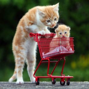 30 котиков, в существование которых сложно поверить