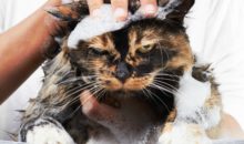 Помытые и оскорблённые: 8 котов, принявших ванну