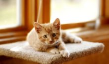 Как отучить котенка кусаться и царапаться?