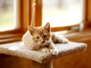 Как отучить котенка кусаться и царапаться?