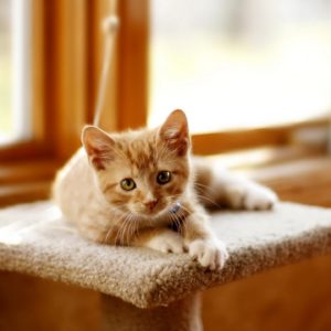 Как отучить котенка кусаться и царапаться?