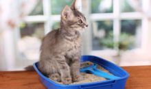 Почему кошка стала писать где попало?