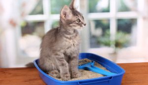 Почему кошка стала писать где попало?