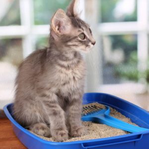 Почему кошка стала писать где попало?