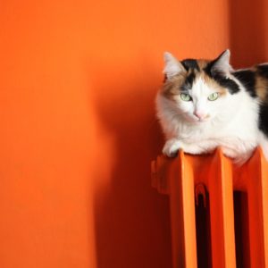 Домашние питомцы в поисках тепла: 18 уютных фотографий