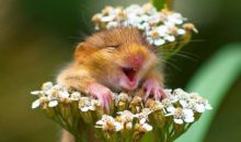 25 улыбающихся животных, которым хочется улыбнуться в ответ