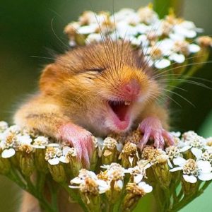 25 улыбающихся животных, которым хочется улыбнуться в ответ