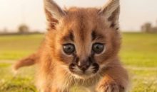 Осторожно: эти котята‑каракалы покоряют сердце одним только взглядом