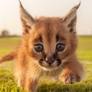 Осторожно: эти котята‑каракалы покоряют сердце одним только взглядом