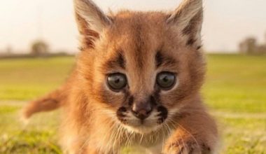 Осторожно: эти котята‑каракалы покоряют сердце одним только взглядом