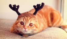 Смешные коты, которые поднимут вам настроение