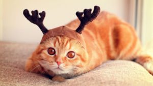 Смешные коты, которые поднимут вам настроение