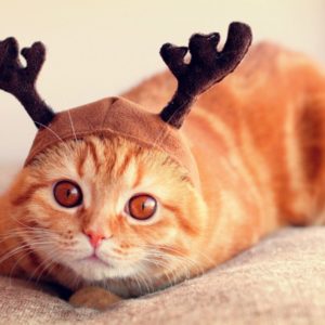 Смешные коты, которые поднимут вам настроение