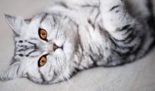 Пушистые красавчики: 30 самых чудесных котиков со всего мира