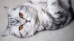 Пушистые красавчики: 30 самых чудесных котиков со всего мира
