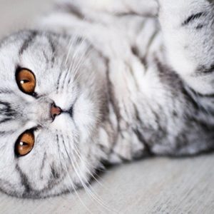 Пушистые красавчики: 30 самых чудесных котиков со всего мира