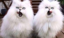 20 пар совершенно синхронных котов