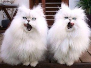 20 пар совершенно синхронных котов