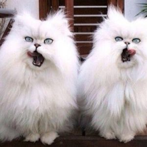 20 пар совершенно синхронных котов