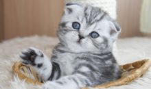 Как назвать шотландского вислоухого котенка?