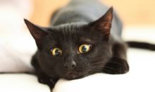 Удивительная кошка‑медсестра помогает ухаживать за больными животными