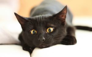 Удивительная кошка-медсестра помогает ухаживать за больными животными
