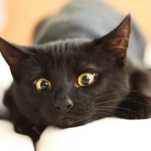 Удивительная кошка‑медсестра помогает ухаживать за больными животными