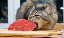 Восхитительная история про очень прожорливого кота Борзеля