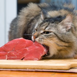 Восхитительная история про очень прожорливого кота Борзеля