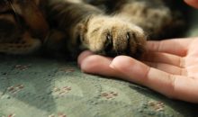 Почему кошки топчут нас лапками