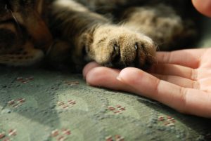 Почему кошки топчут нас лапками