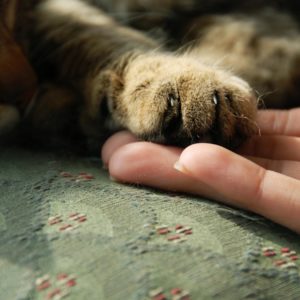 Почему кошки топчут нас лапками