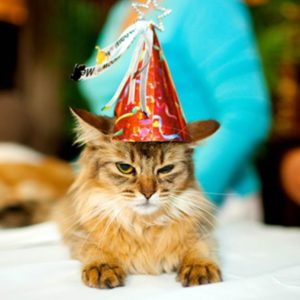 Самому старому в мире коту исполнился 31 год