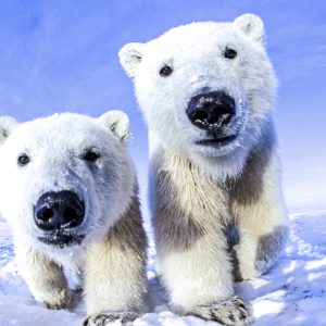 Где живут пингвины и белые медведи?