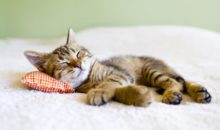 Как отучить котенка писать на кровать?