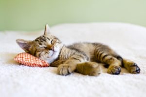 Как отучить котенка писать на кровать?