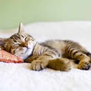 Как отучить котенка писать на кровать?