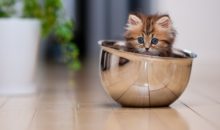 Самые маленькие кошки в мире