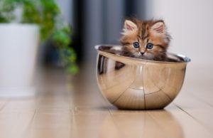 Самые маленькие кошки в мире