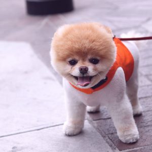 Какие существуют разновидности шпицев?