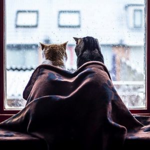 Разные кошки с особенной связью