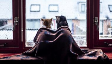 Разные кошки с особенной связью